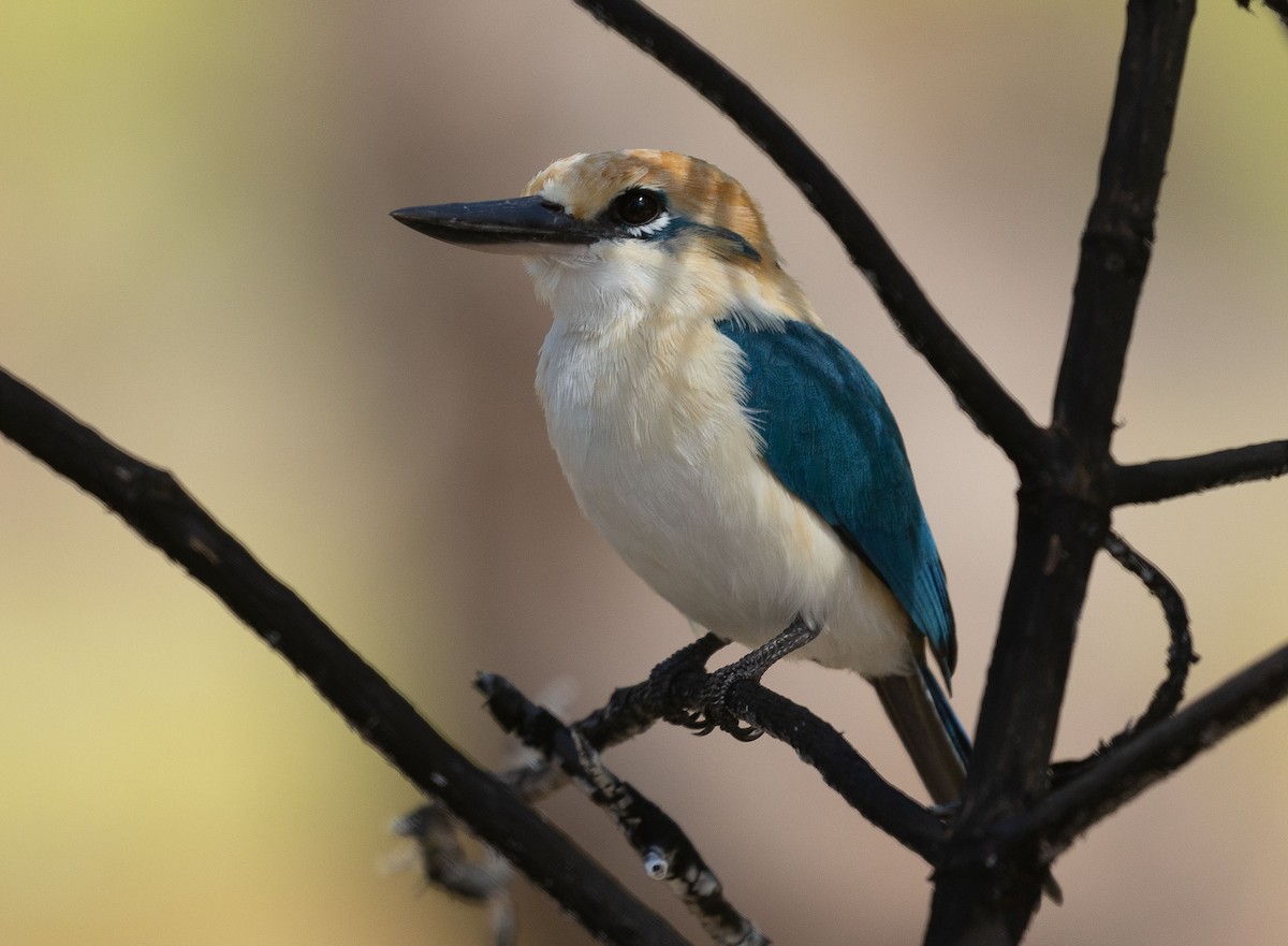 Tuamotu Kingfisher (Niau) - Santiago Imberti