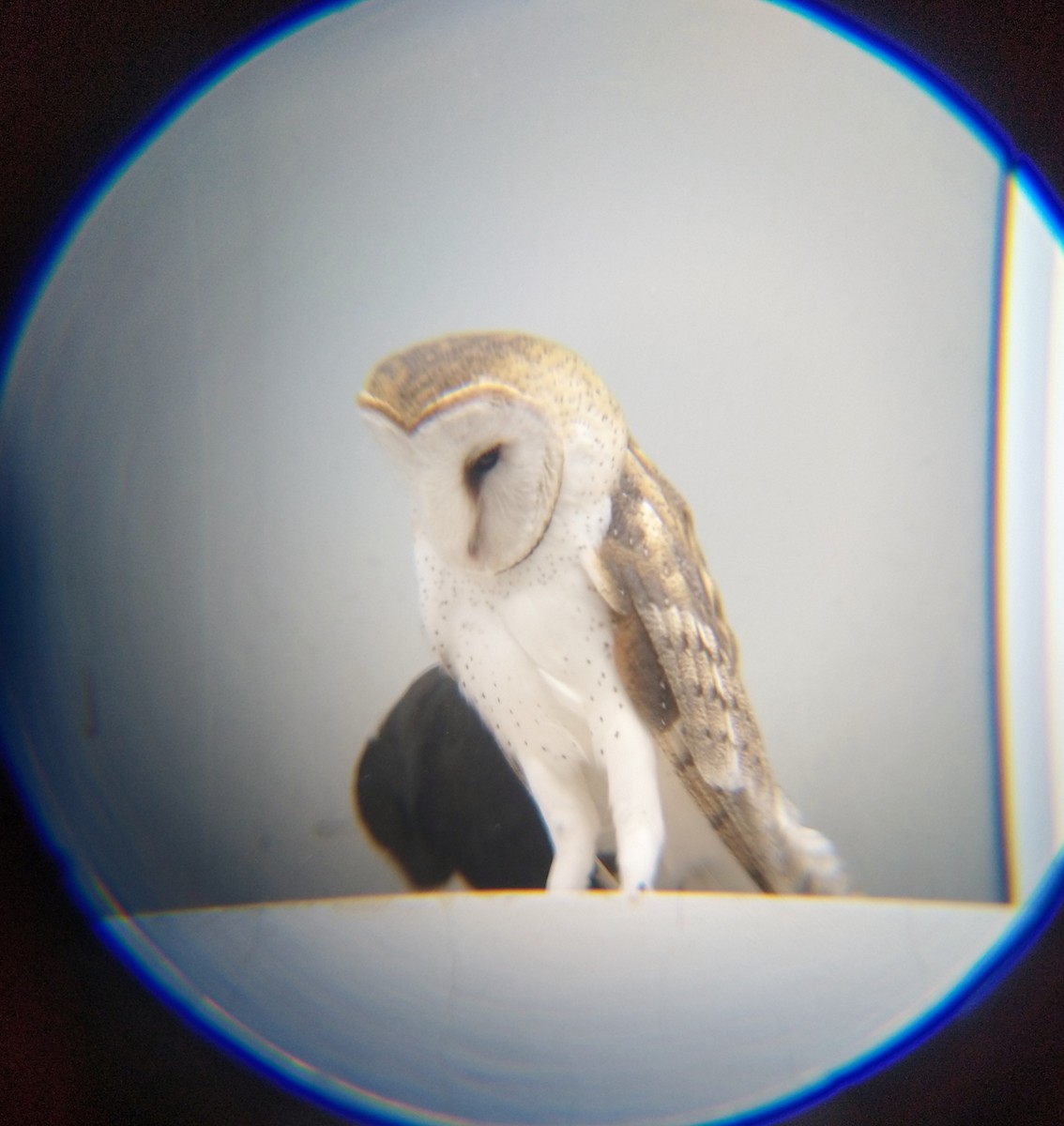 Barn Owl - ML447027691