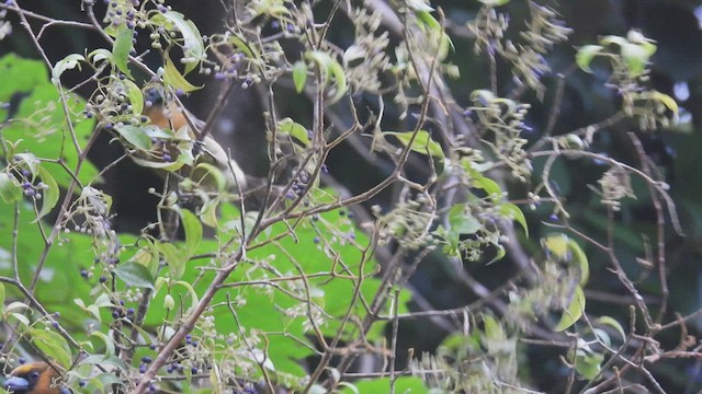 Prong-billed Barbet - ML447027771