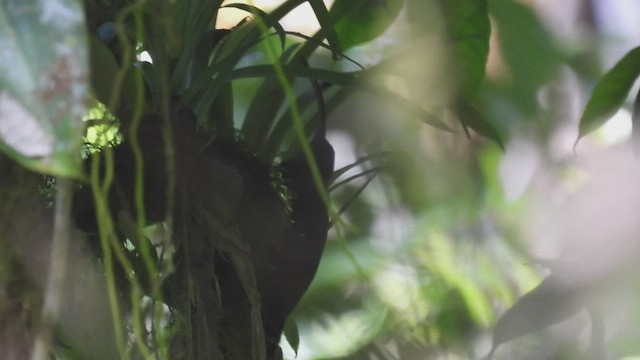 Brown-billed Scythebill - ML447028011