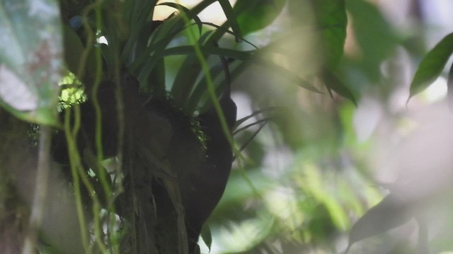 Brown-billed Scythebill - ML447028011