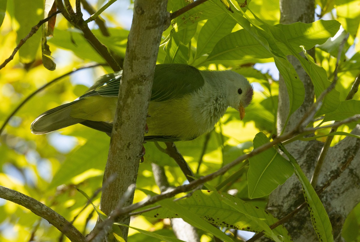 Atoll Fruit-Dove - Santiago Imberti