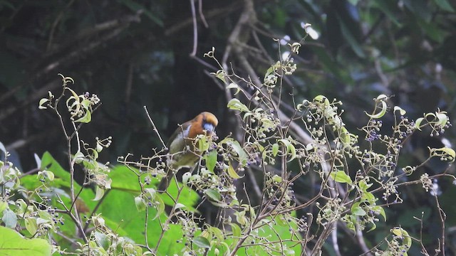 Güdük Barbet - ML447028141