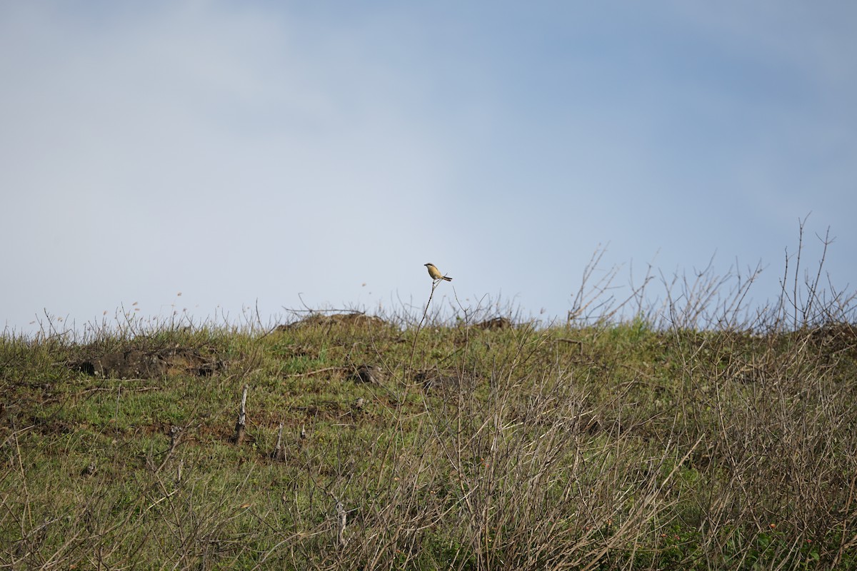 Brown Shrike - ML447028171