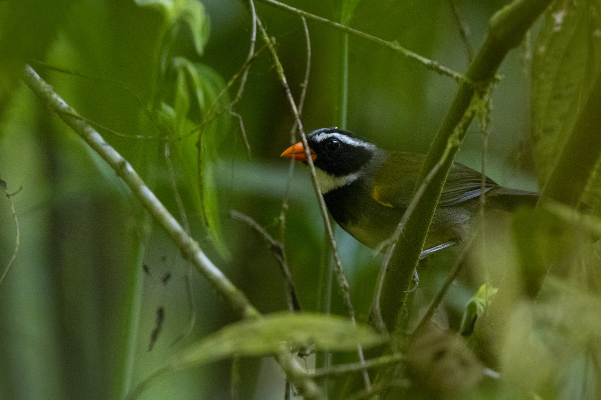 Orange-billed Sparrow - ML447028361