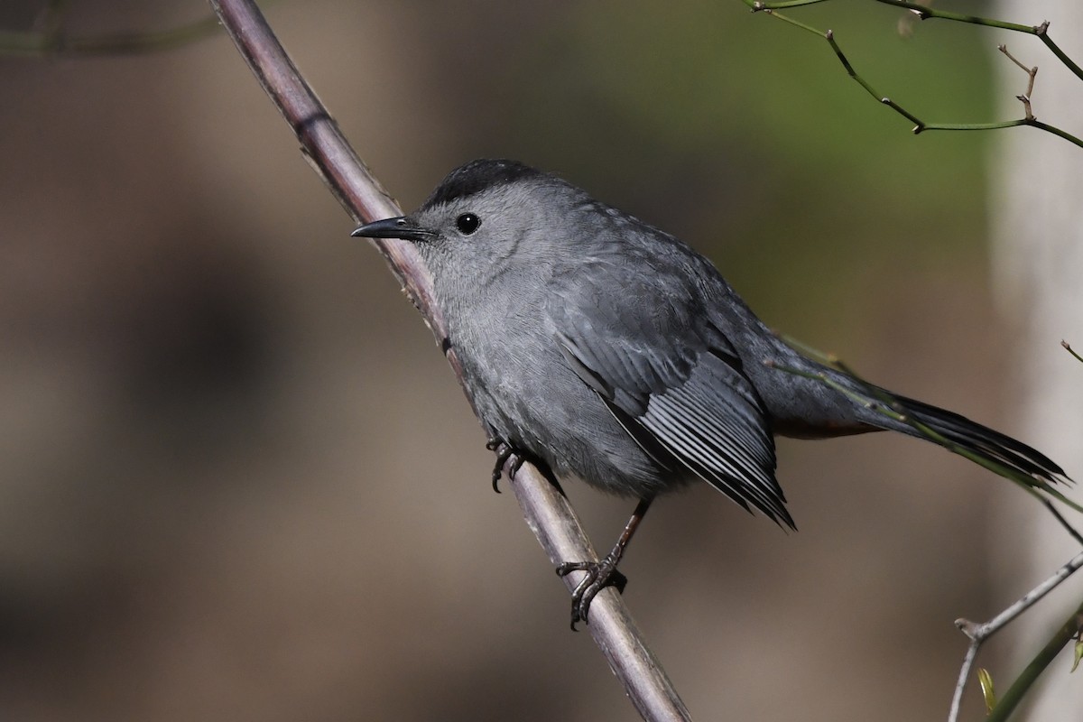 Gray Catbird - ML447028551