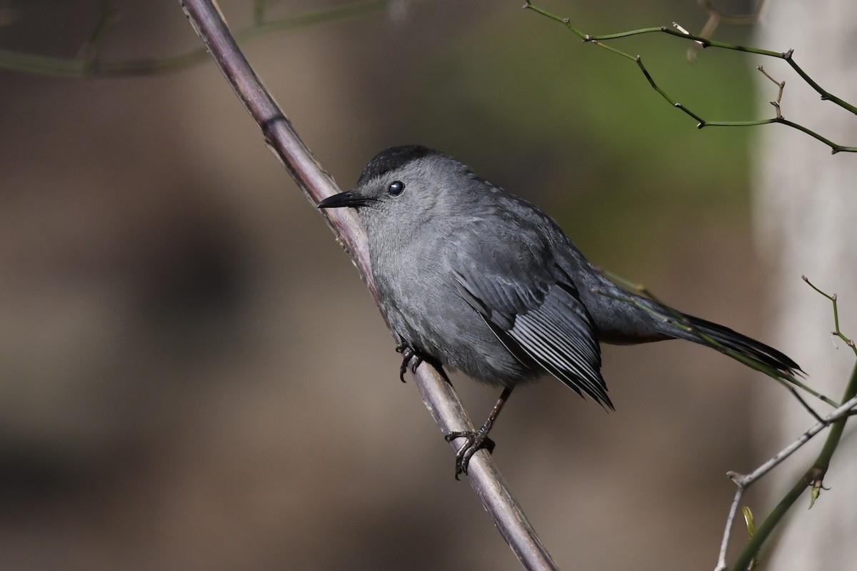 Gray Catbird - ML447028561
