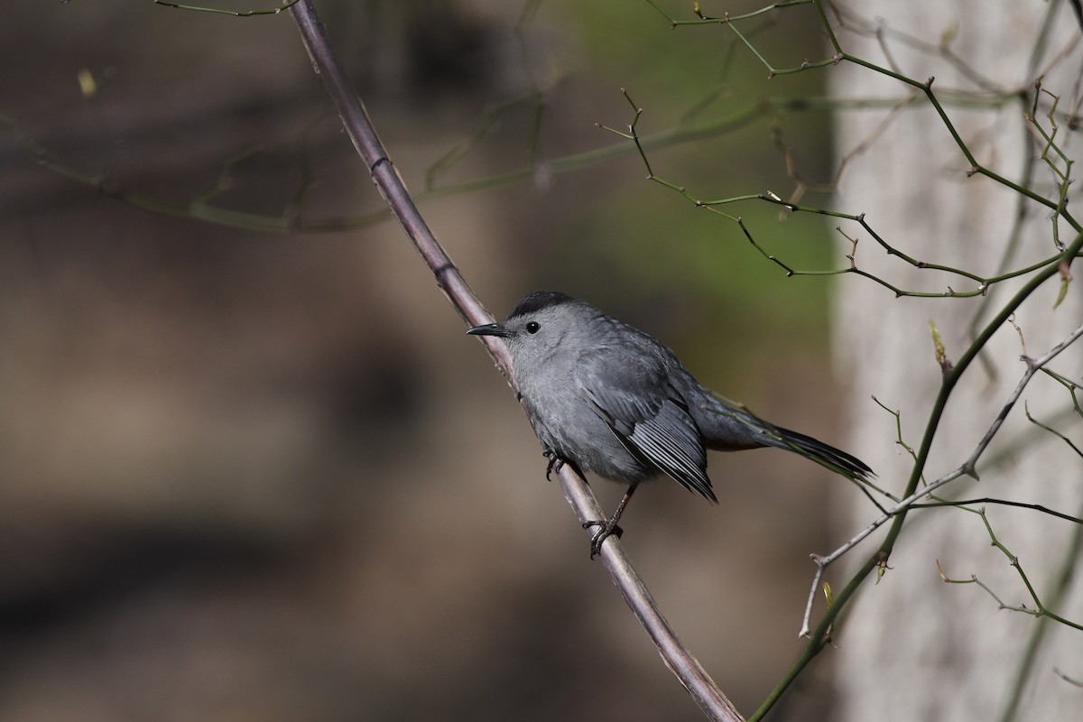Gray Catbird - ML447028571