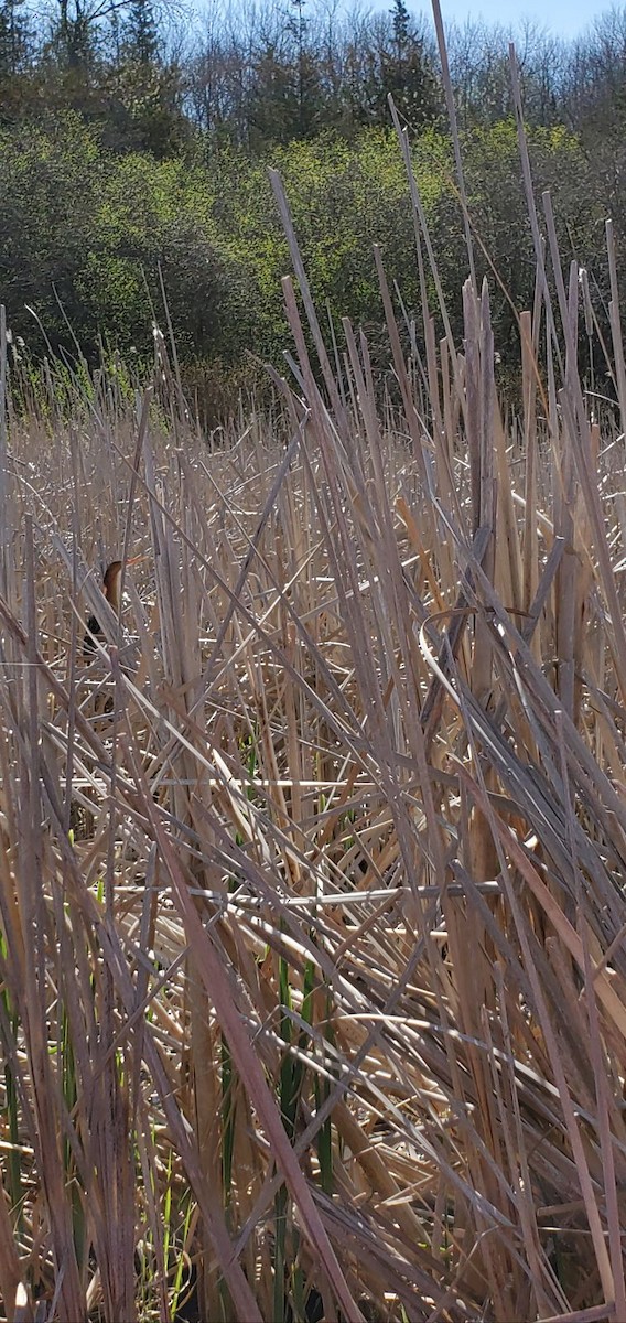 Least Bittern - ML447028961