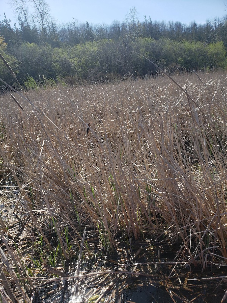 Least Bittern - ML447028971