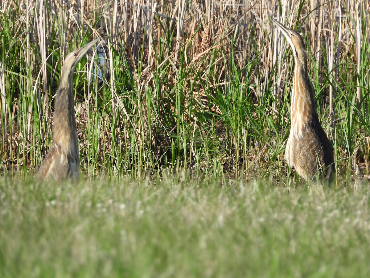 American Bittern - ML447029491