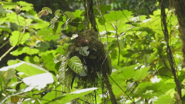 Red-faced Spinetail - ML447029741