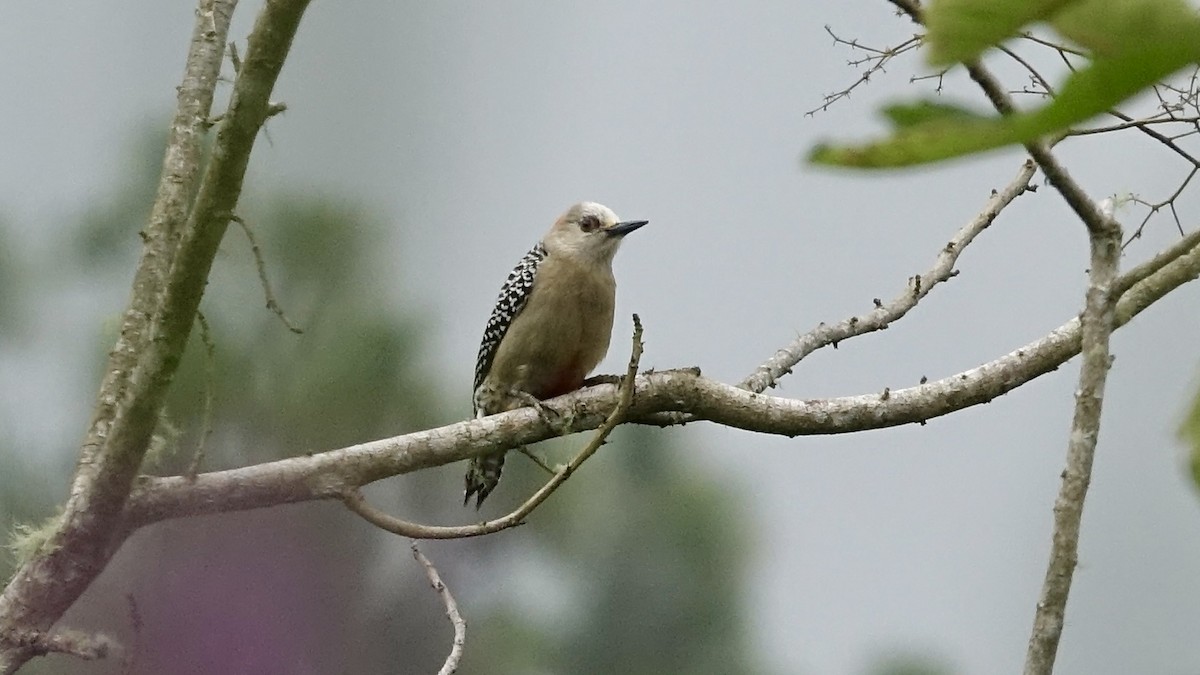 Red-crowned Woodpecker - ML447030041