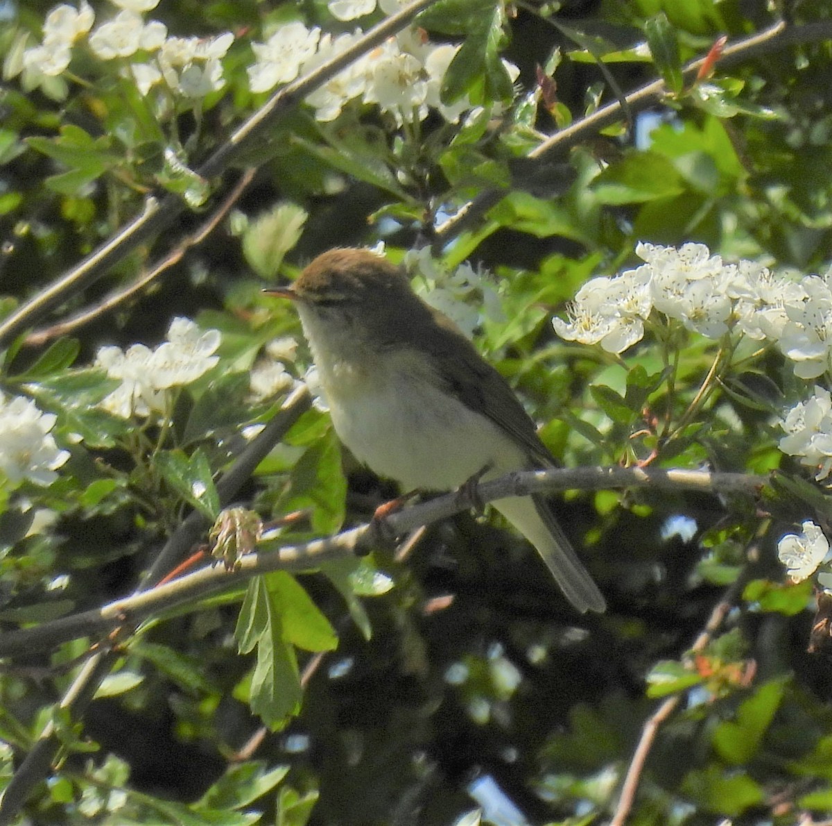 Ногоон дууч шувуу - ML447030301