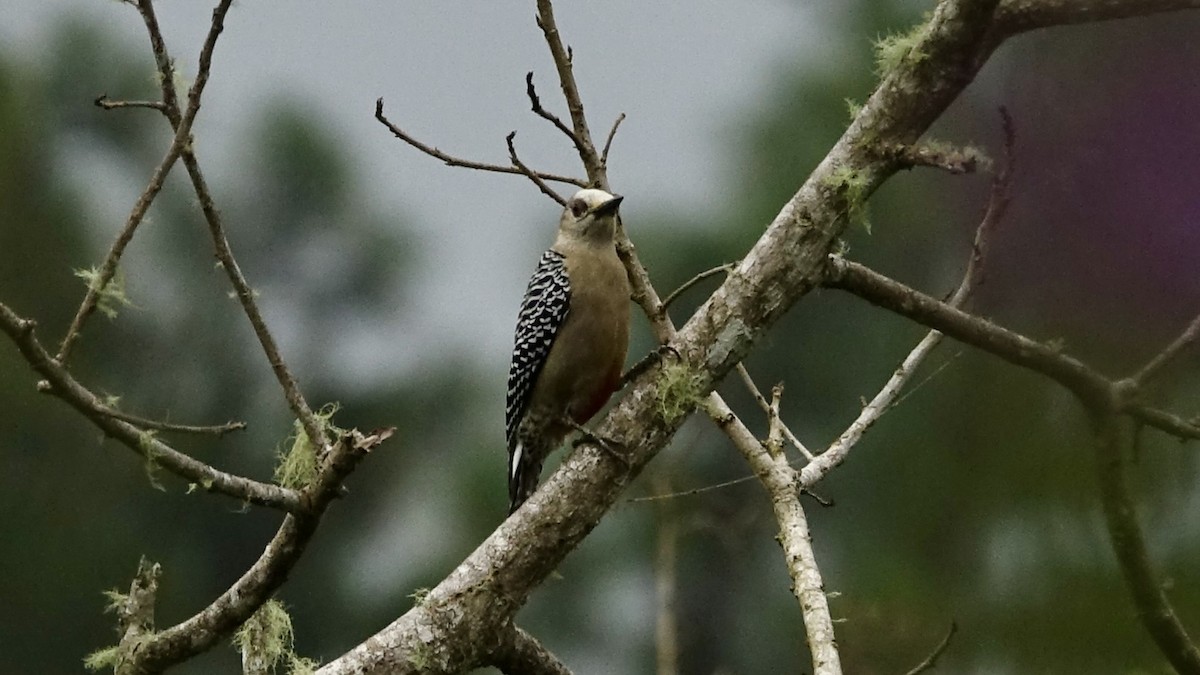 Red-crowned Woodpecker - ML447030541