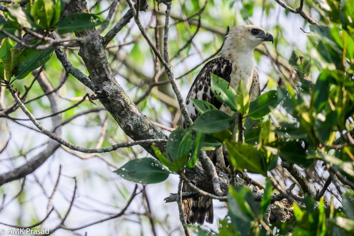 Changeable Hawk-Eagle - ML447031031