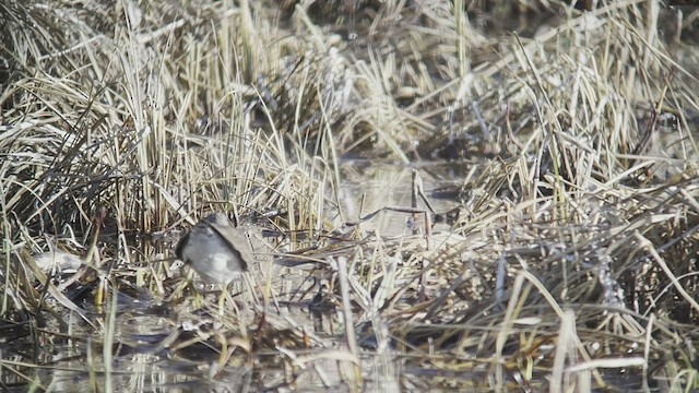 Solitary Sandpiper - ML447031111