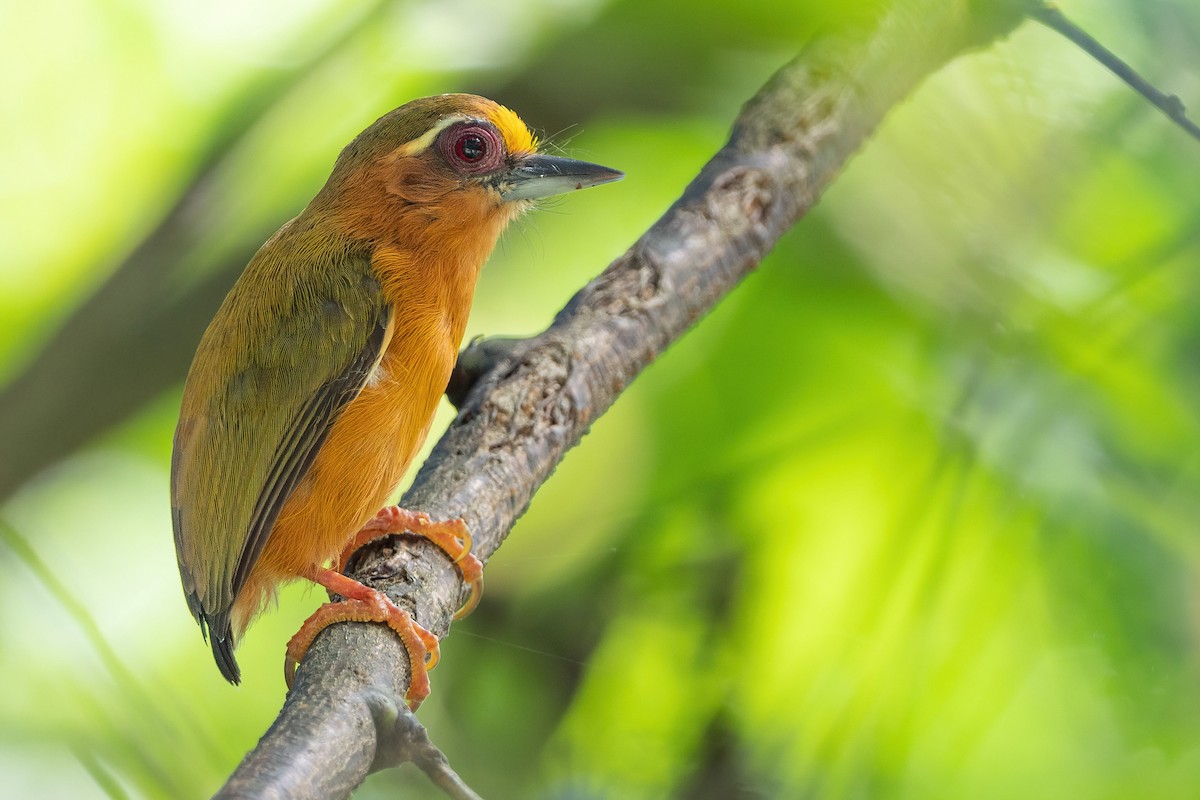 White-browed Piculet - Phil Chaon