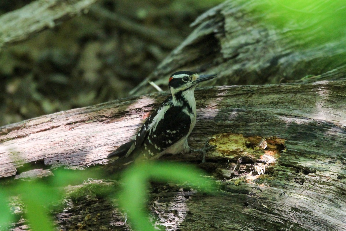 Hairy Woodpecker - ML447033021