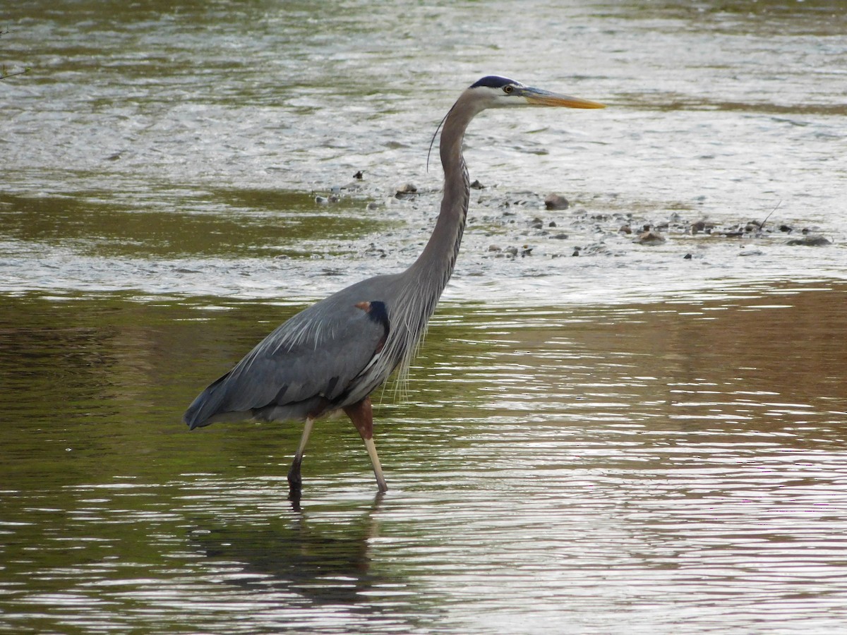 オオアオサギ - ML447033221