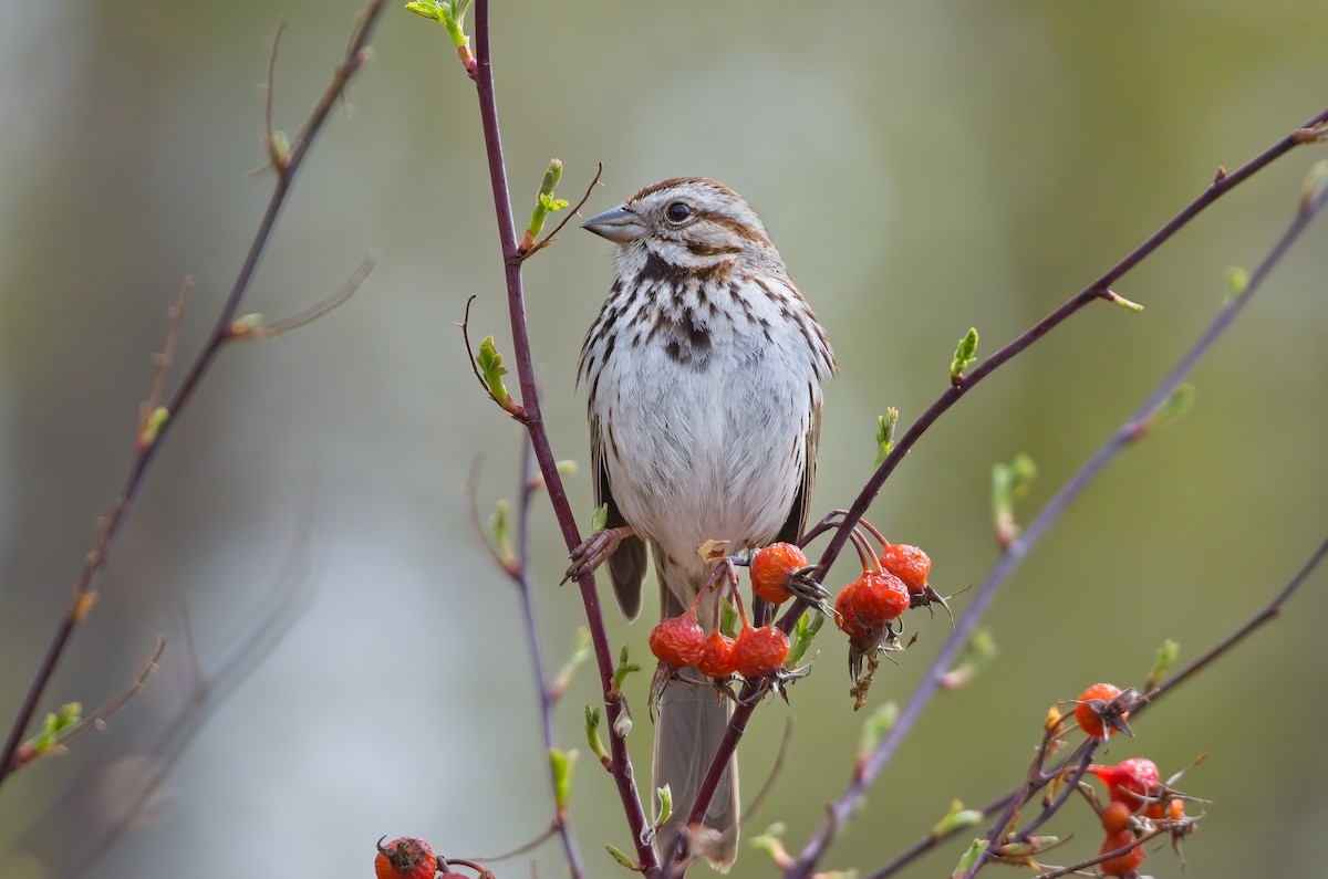 Song Sparrow - Calvin S