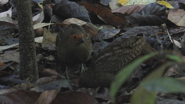 Tocro de Guyane - ML447035111