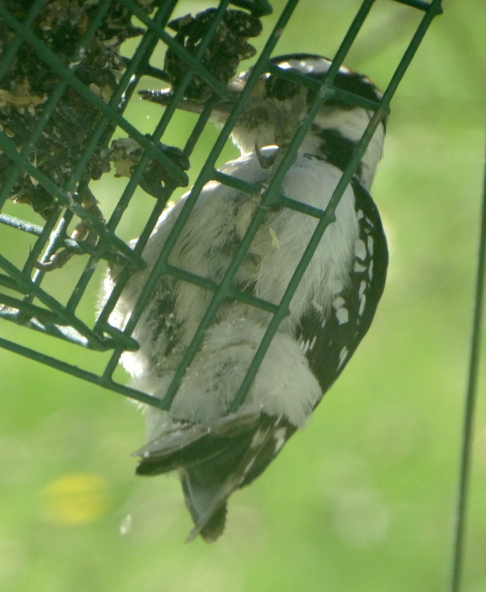 Hairy Woodpecker - ML447035971