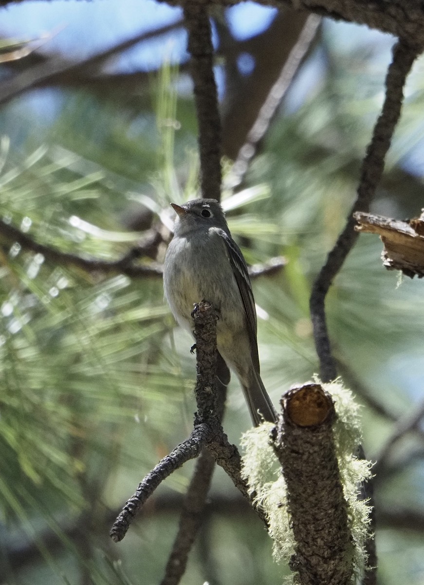 Dusky Flycatcher - ML447036761