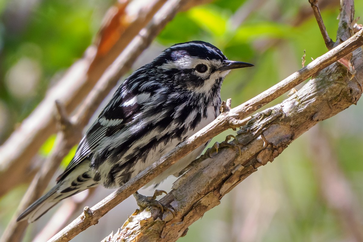 Black-and-white Warbler - ML447037341