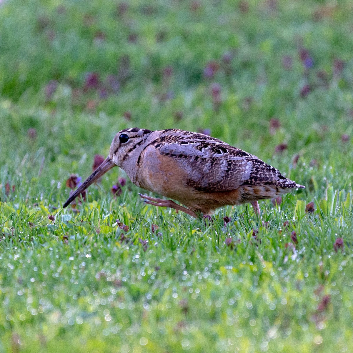 American Woodcock - ML447037351