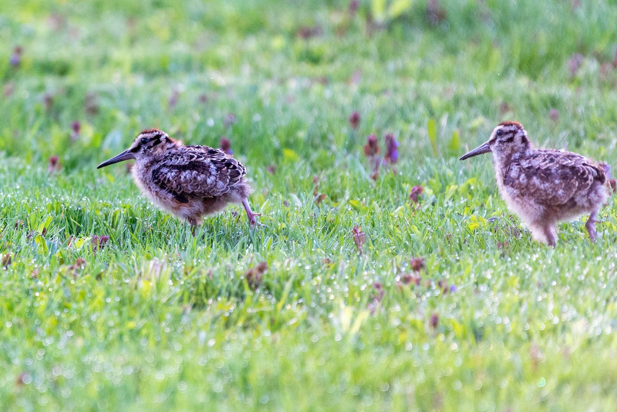 American Woodcock - ML447037371