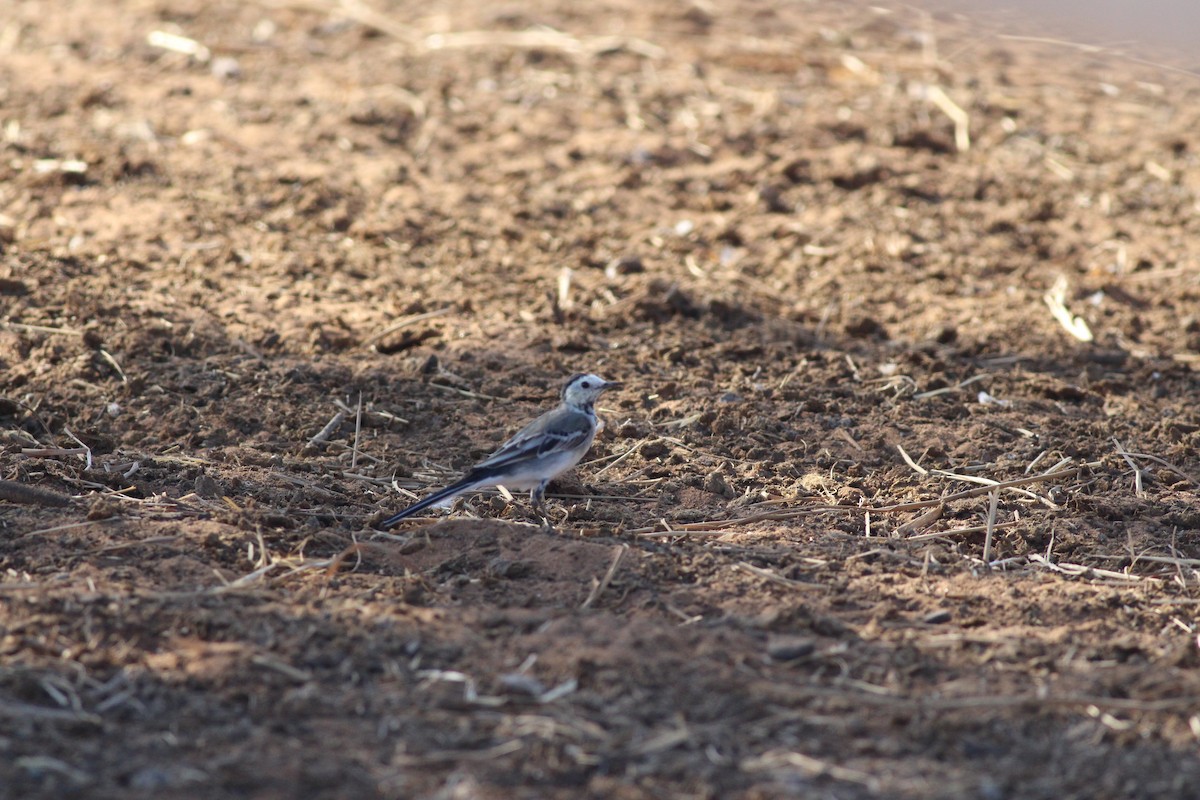 נחליאלי לבן - ML44703771