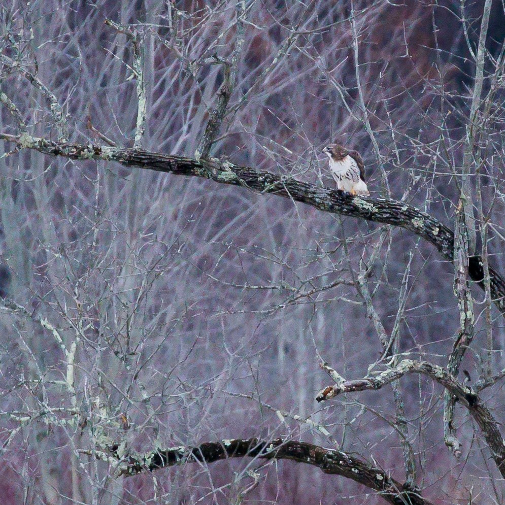 Red-tailed Hawk - ML44703911