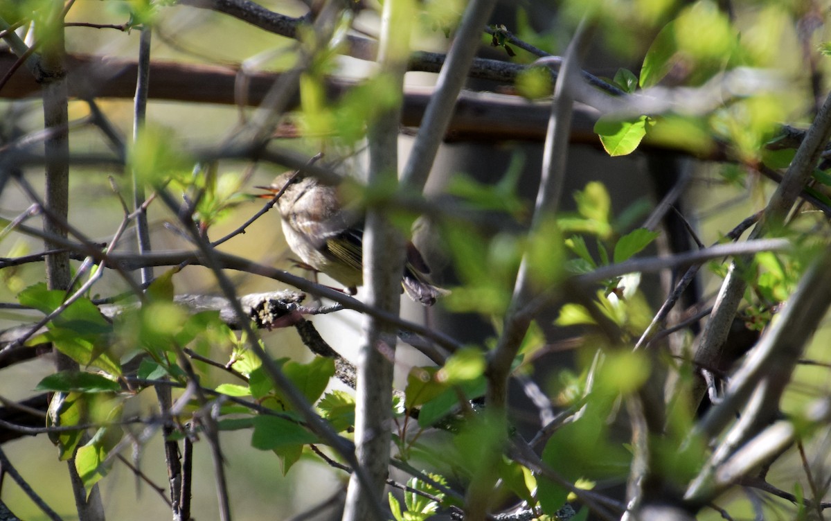 Ruby-crowned Kinglet - ML447039631