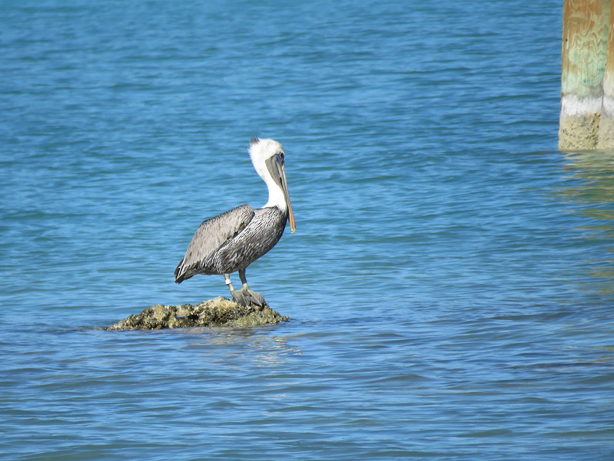 Brown Pelican - ML44703971