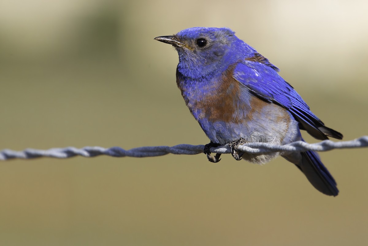 Western Bluebird - ML447040011