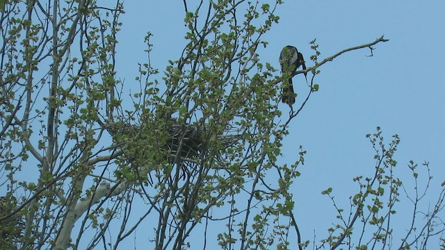 Anhinga d'Amérique - ML447040141