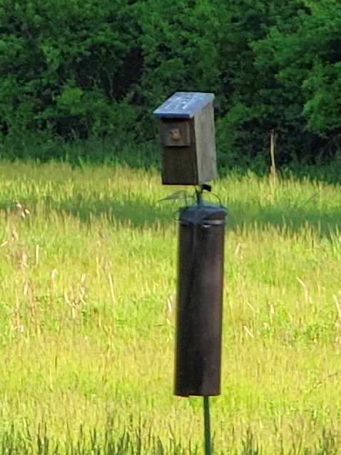 Eastern Bluebird - ML447040301