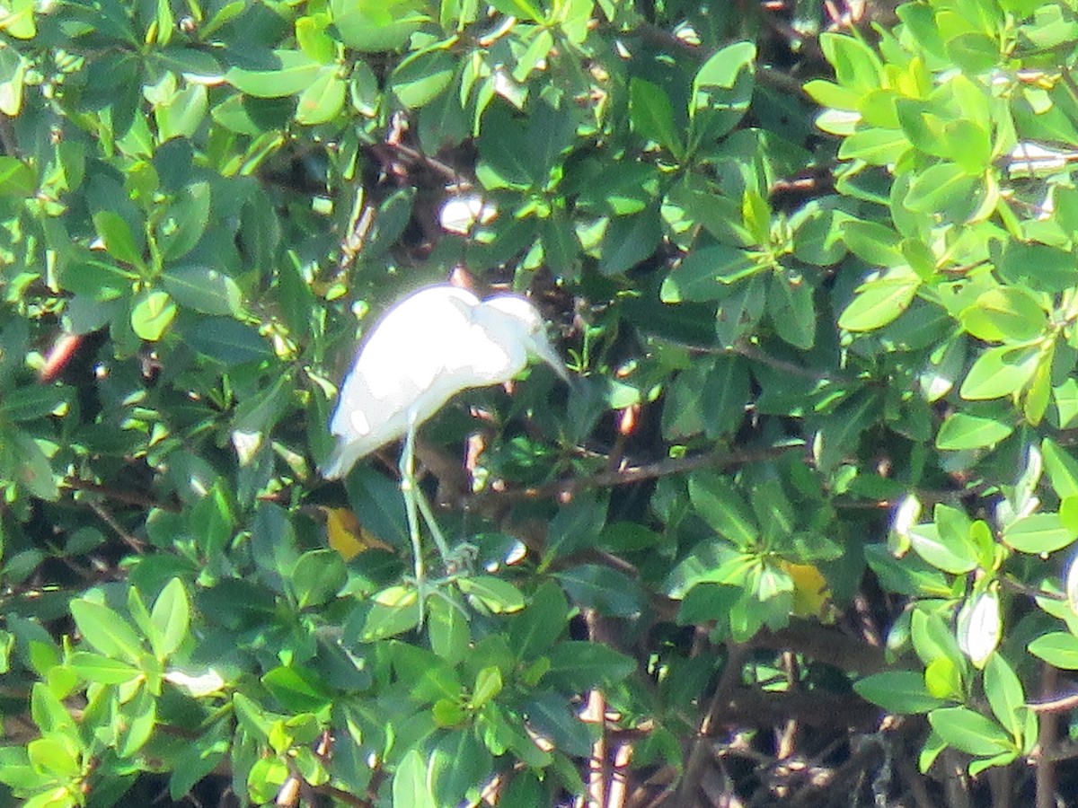 Little Blue Heron - Thomas Brooks