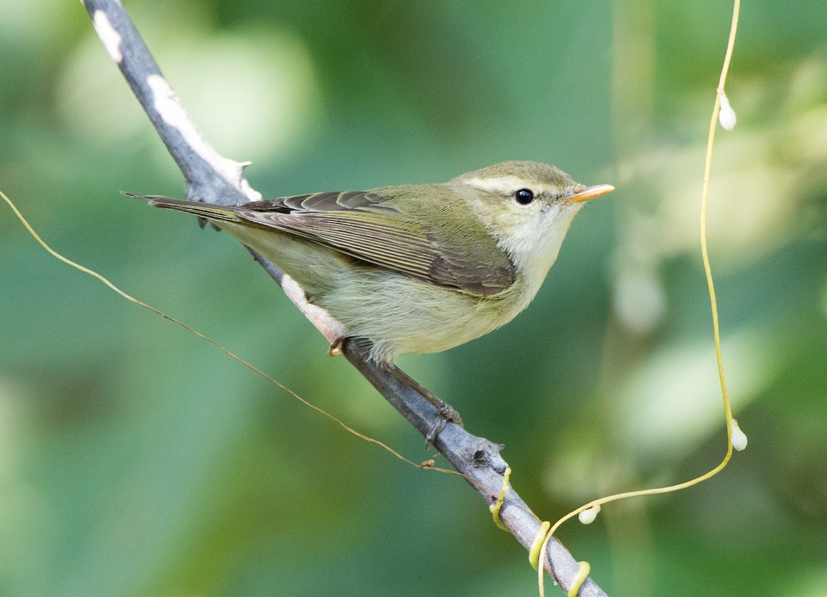 Greenish Warbler - ML44704121