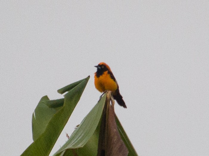 Oriole à dos orange - ML447041781