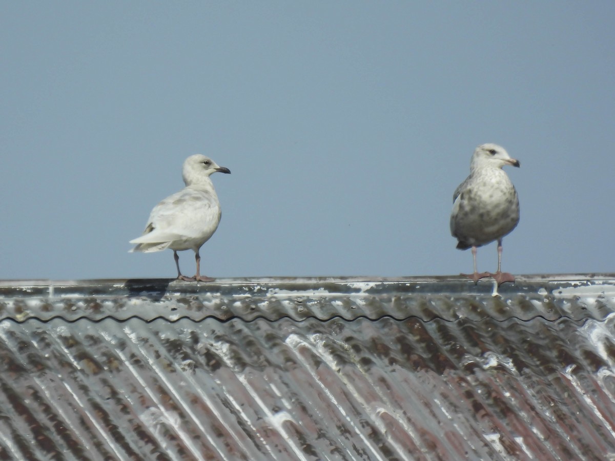 Iceland Gull - Philip Downey