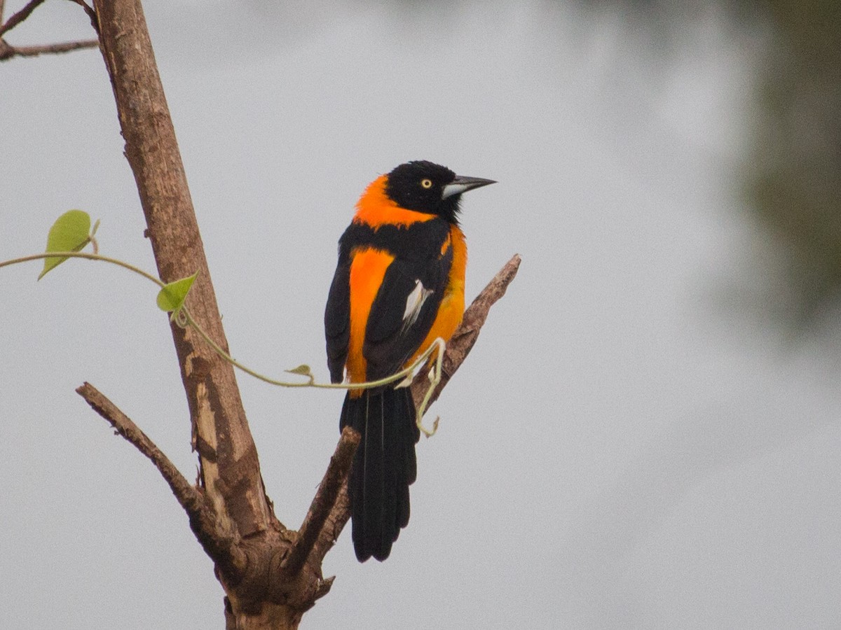 Oriole des campos - ML447041881