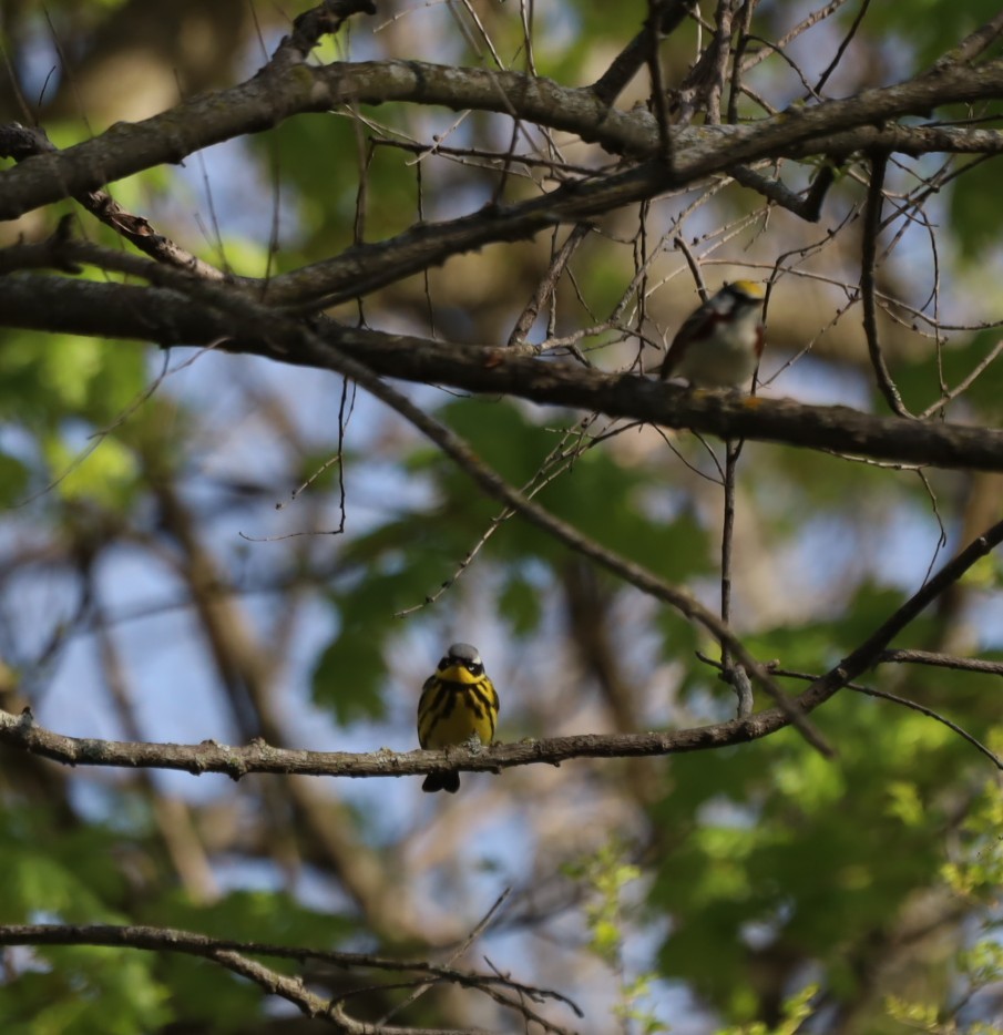 Magnolia Warbler - ML447042381