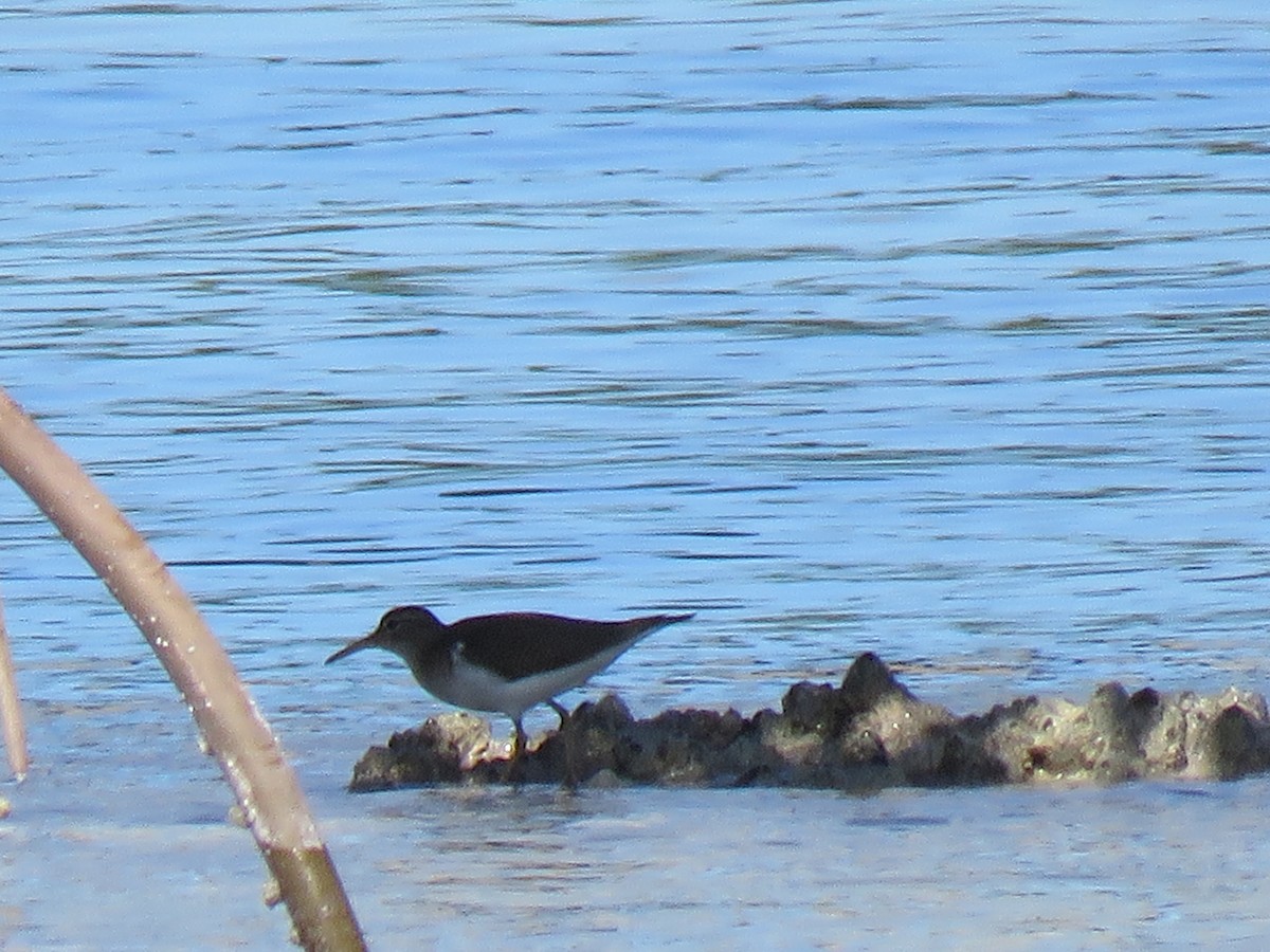 Spotted Sandpiper - Thomas Brooks