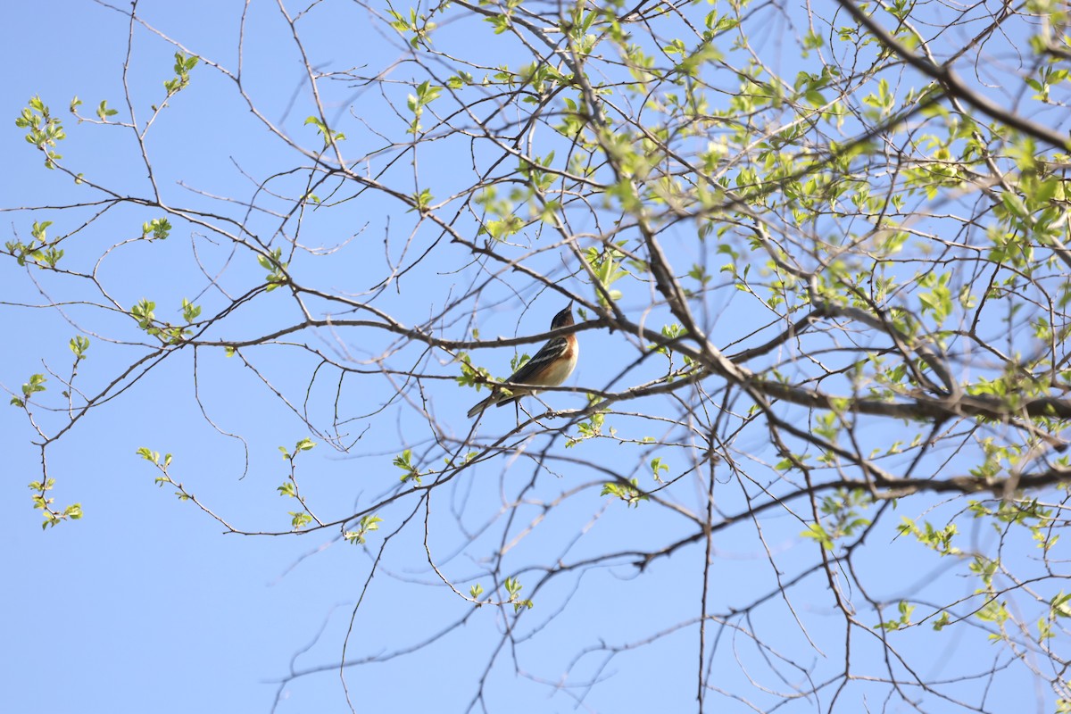 Bay-breasted Warbler - ML447042691