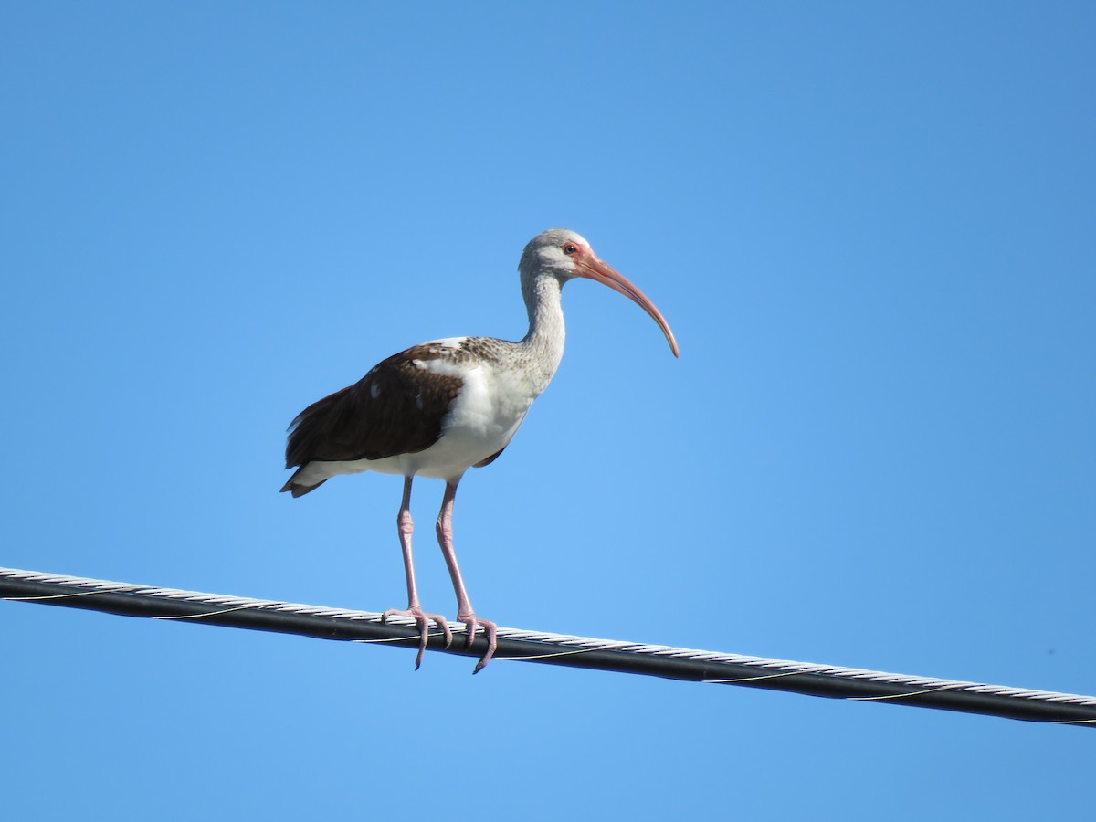 ibis bílý - ML44704321