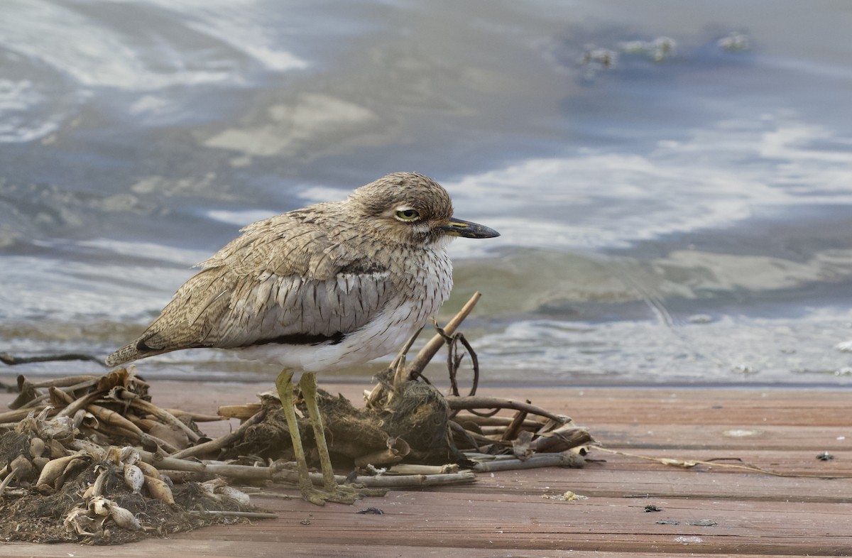 Water Thick-knee - Tony Fothergill
