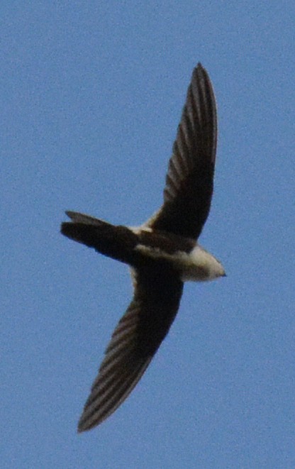 White-throated Swift - Michael J Good