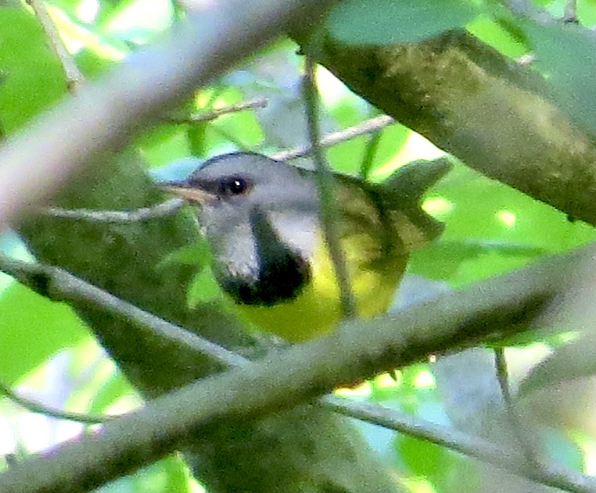 Mourning Warbler - ML447049111